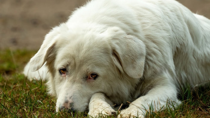 Chiot blanc couché dans l'herbe, tête posée sur les pattes, l'air fatigué