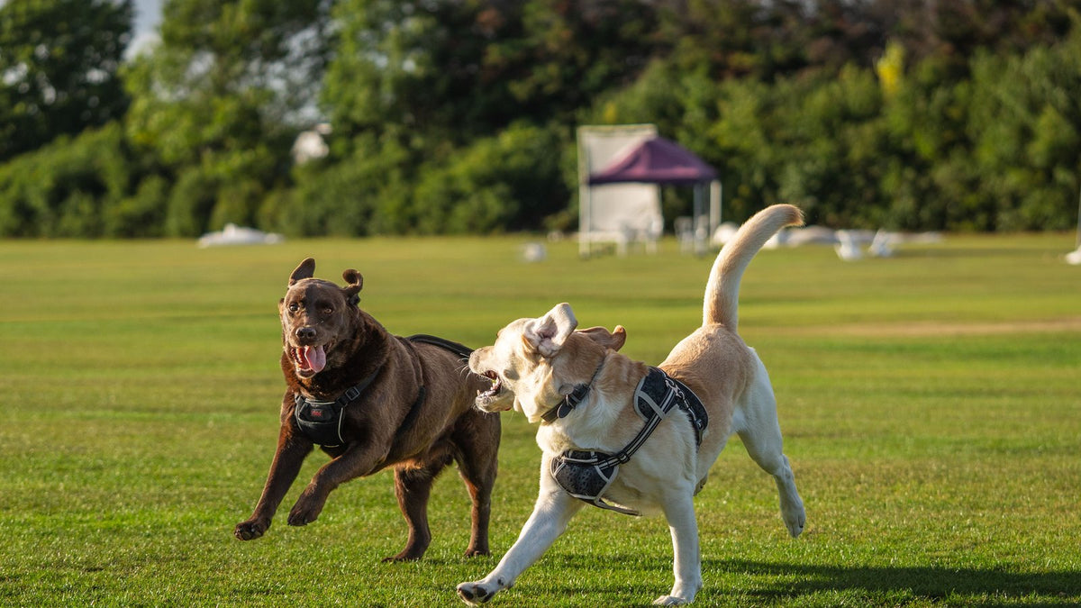 Deux labradors adultes courent côte à côte sur une pelouse, harnais sur le dos