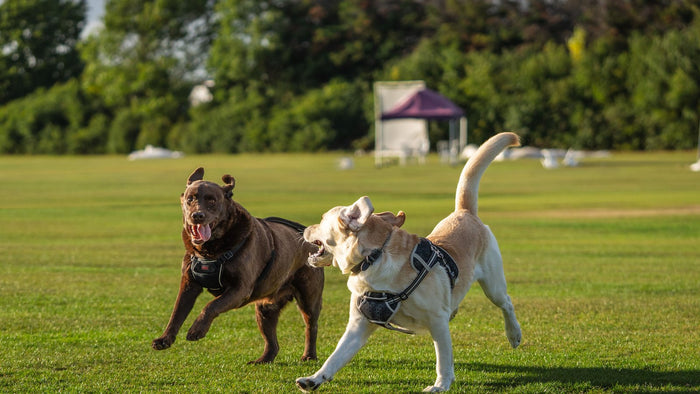 Deux labradors adultes courent côte à côte sur une pelouse, harnais sur le dos