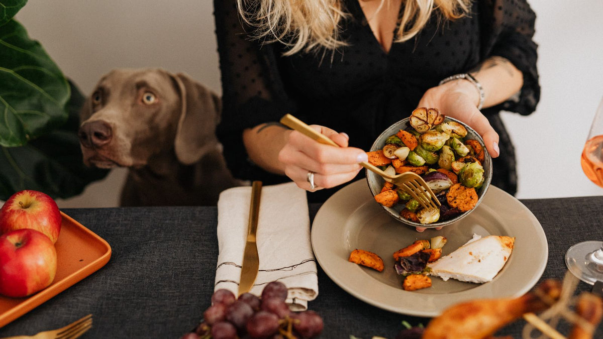 Chien attentif devant un bol de légumes frais tenu par sa maîtresse, illustration du comparatif croquettes, BARF et ration ménagère pour chien
