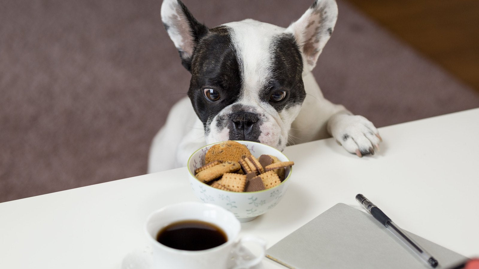 Bouledogue français noir et blanc le museau posé au-dessus d'un bol de biscuits sur une table blanche, à côté d'une tasse de café et d'un carnet