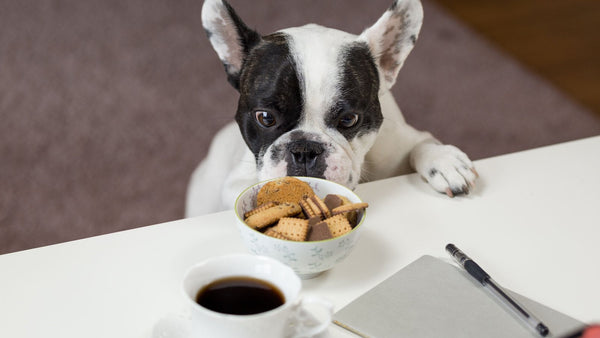 Bouledogue français noir et blanc le museau posé au-dessus d'un bol de biscuits sur une table blanche, à côté d'une tasse de café et d'un carnet