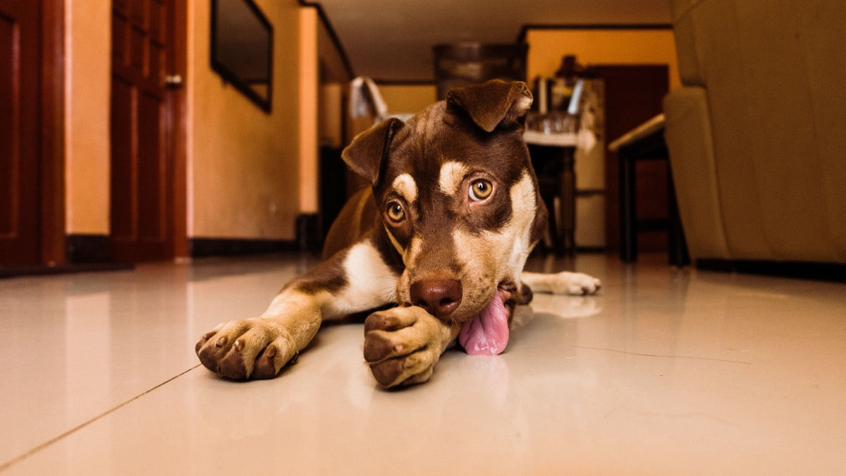 Chien couché sur le carrelage, museau posé entre ses pattes, l'air abattu