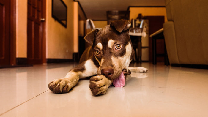 Chien couché sur le carrelage, museau posé entre ses pattes, l'air abattu