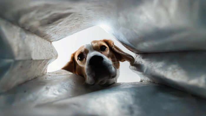Beagle qui passe la tête dans un sac pour voir ce qu'il contient, illustration de l'article sur l'étiquette des compléments pour chien