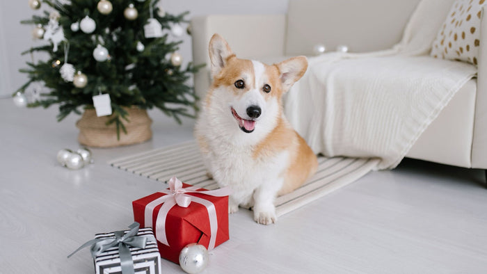 Corgi assis devant un sapin de Noël avec des cadeaux emballés, sélection d'idées cadeaux pour chien 2026