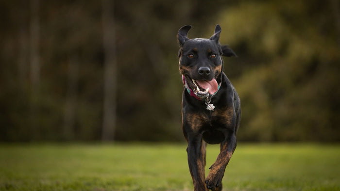 Chien adulte noir et feu au pelage brillant courant sur une pelouse, langue sortie, en pleine forme
