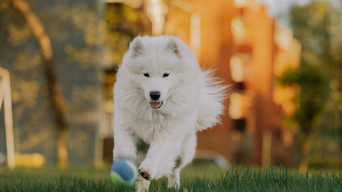 Chien blanc au poil épais courant sur une pelouse vers un ballon, au coucher du soleil