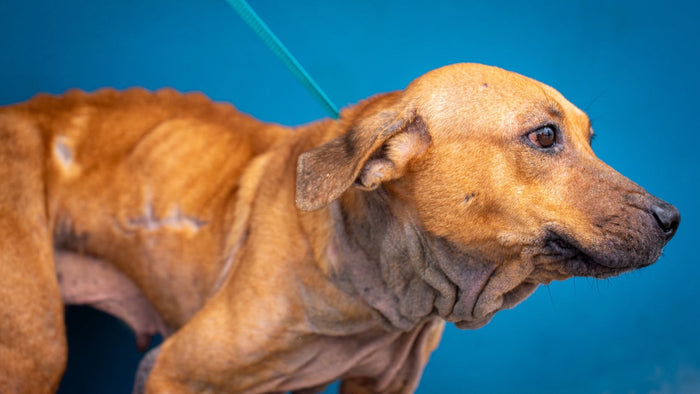 Chien maigre de profil, côtes et colonne vertébrale visibles sous le pelage