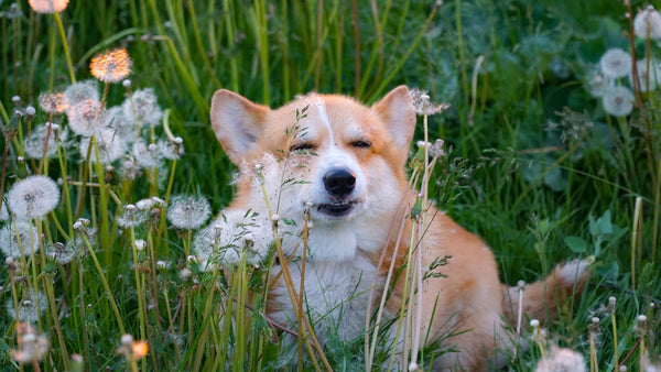 Chien corgi roux et blanc allongé dans l'herbe haute parmi des pissenlits