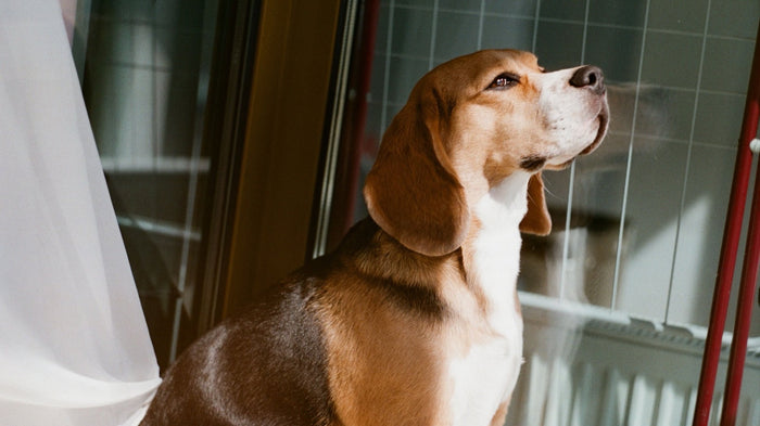 Beagle au pelage brillant assis près d'une fenêtre, illustrant les bienfaits des oméga-3 sur le poil