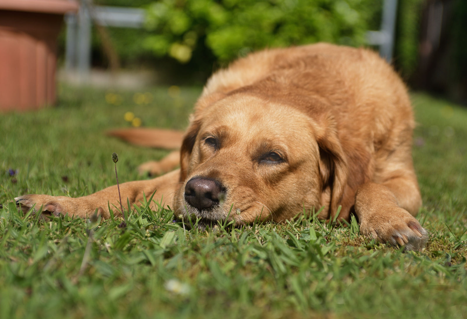 Chien au repos allongé, illustration de l'article sur les vomissements du chien