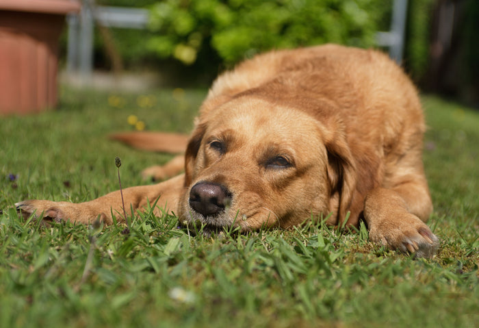 Chien au repos allongé, illustration de l'article sur les vomissements du chien