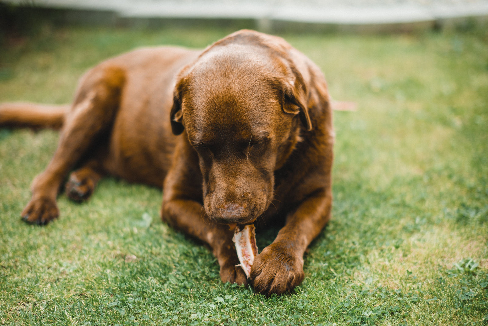 Chien devant sa gamelle de croquettes, illustration de l'article sur la transition alimentaire