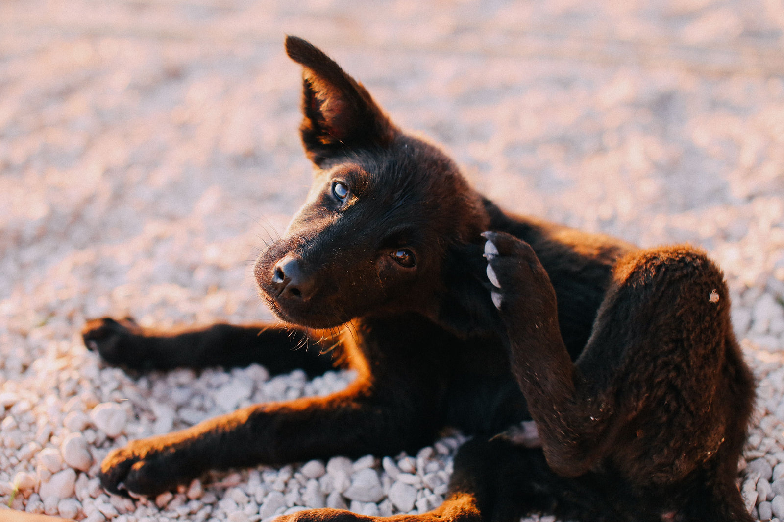 Chiot noir couché sur des graviers qui se gratte l'oreille avec la patte arrière
