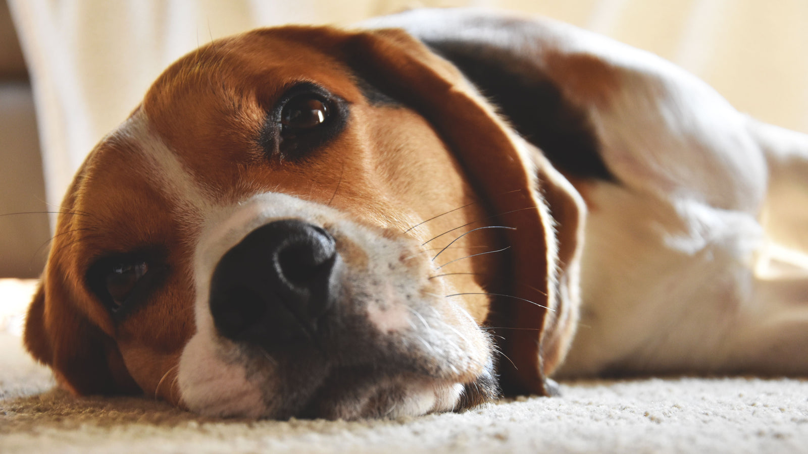 Chien beagle allongé au repos, illustration de l'article sur la diarrhée du chien
