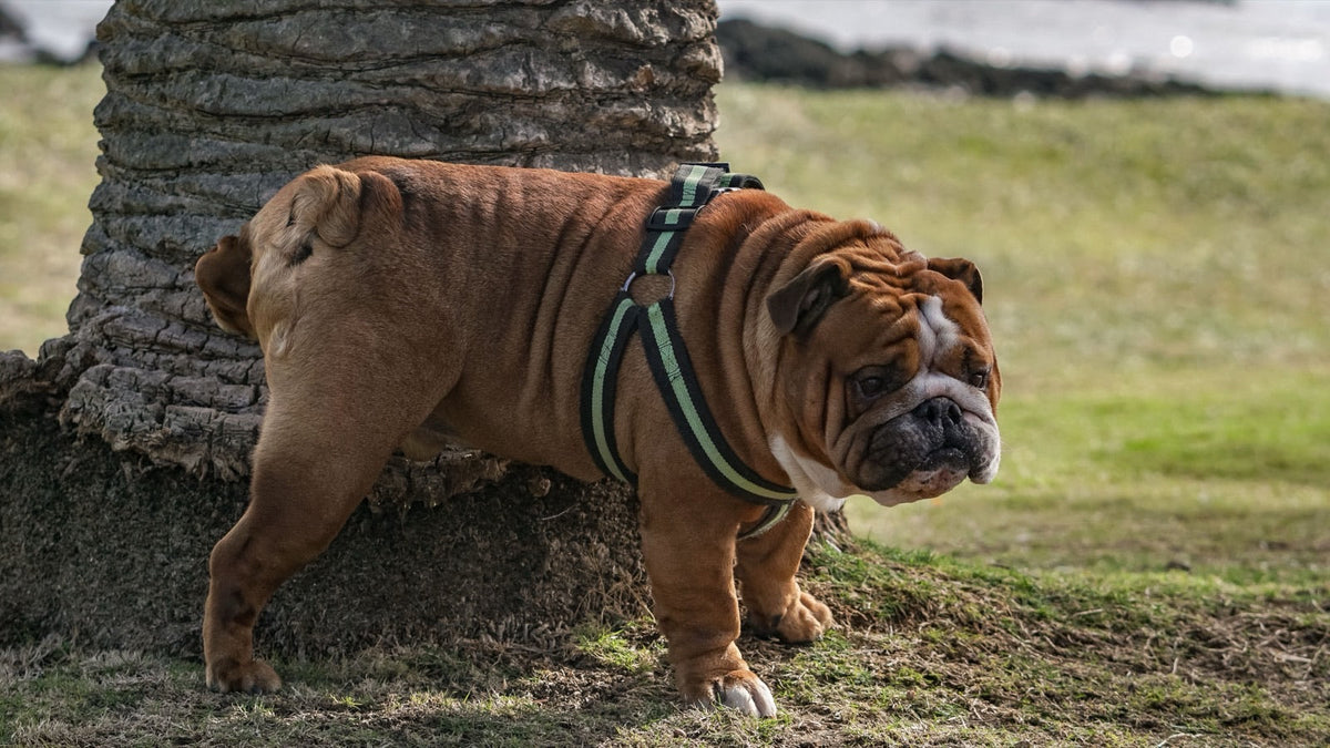 Bouledogue anglais fauve en harnais, tête baissée vers l'herbe au pied d'un arbre dans un jardin