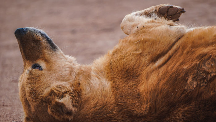 Chien roux couché sur le dos sur un sol de terre, ventre exposé et patte en l'air