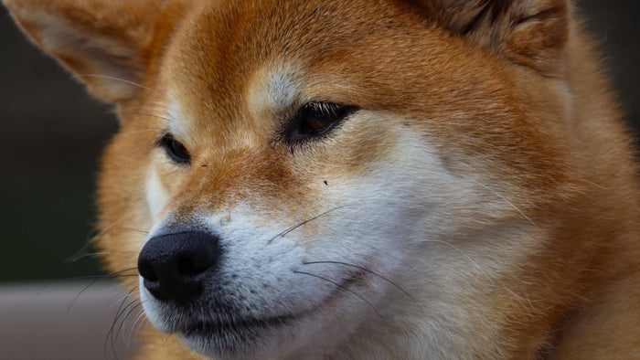 Gros plan sur la tête d'un Shiba Inu roux attentif, en extérieur