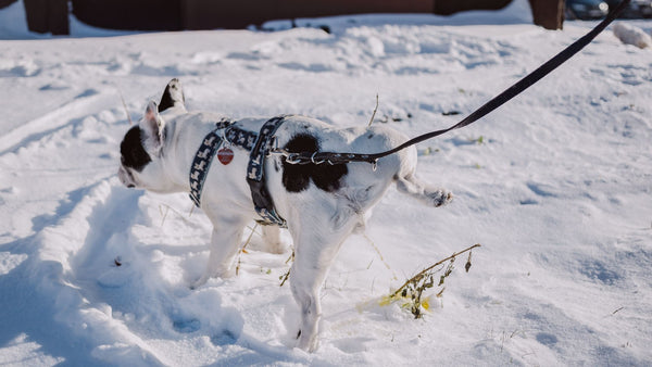 Chien en harnais, de dos, en train de faire ses besoins dans la neige pendant une promenade