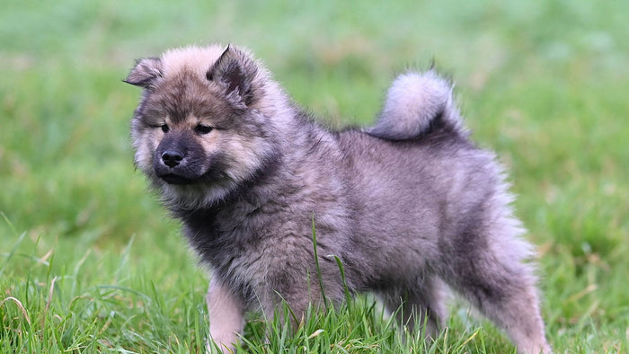 Jeune chiot au pelage gris et fauve, debout dans l'herbe verte