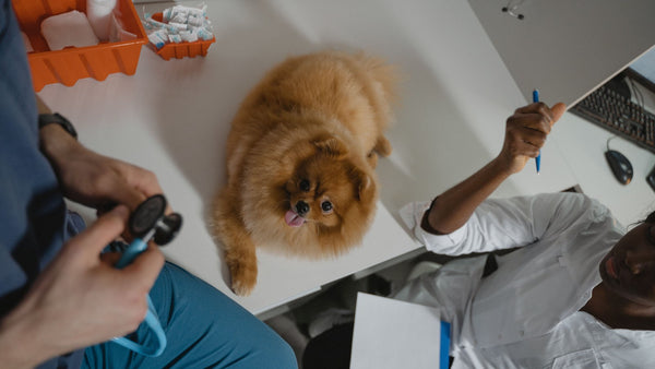 Petit spitz nain orange assis sur une table de consultation vétérinaire, entouré de deux soignants