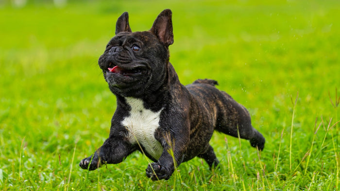 Bouledogue français bringé courant dans l'herbe verte, en pleine forme